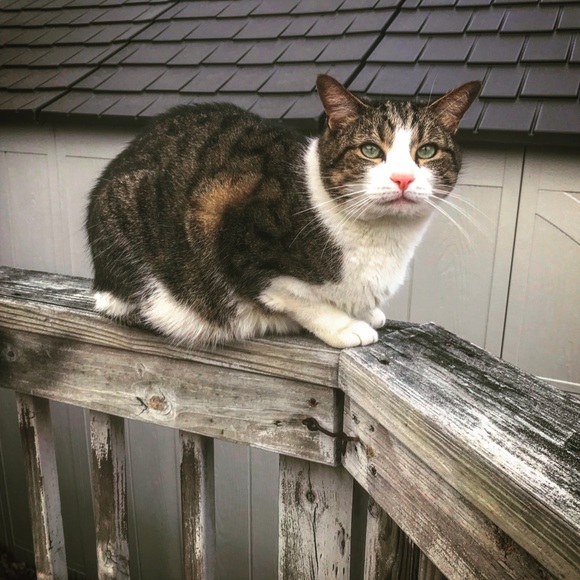 ❤️❤️😺🐶😻🐈🐕❤️❤️ - Picture 6 of 8